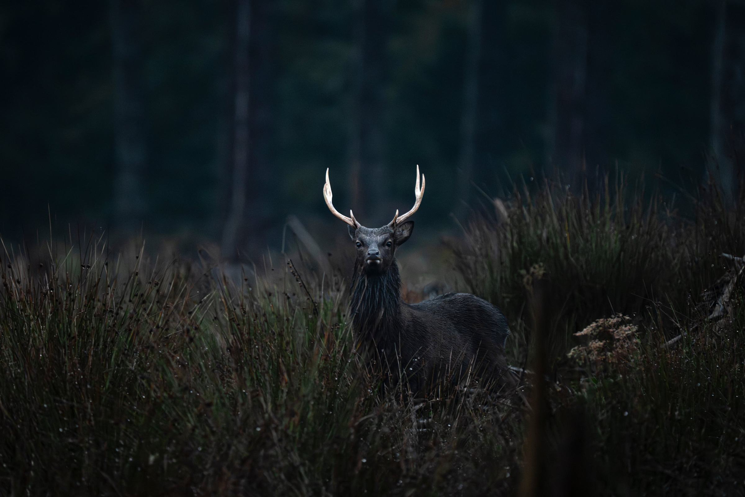 Hirsch am Waldrand im Morgenlicht